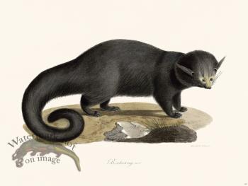 Cuvier 197 Black Binturong